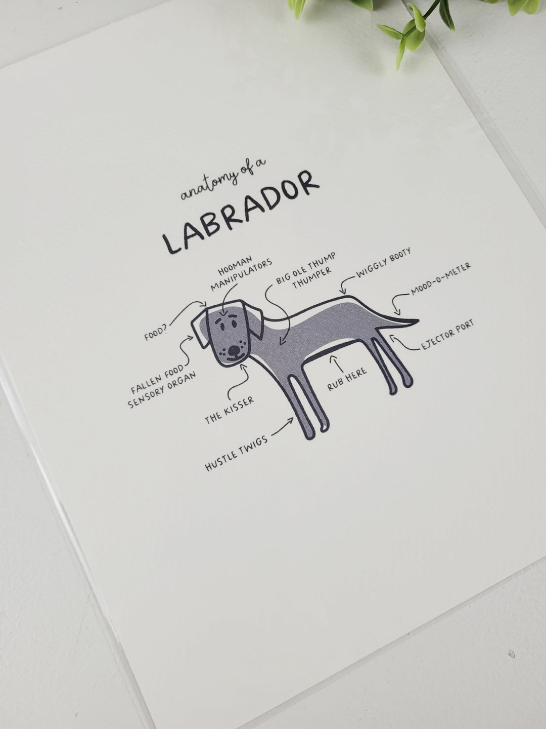 Pamplemoose Design, Dog Anatomy Prints