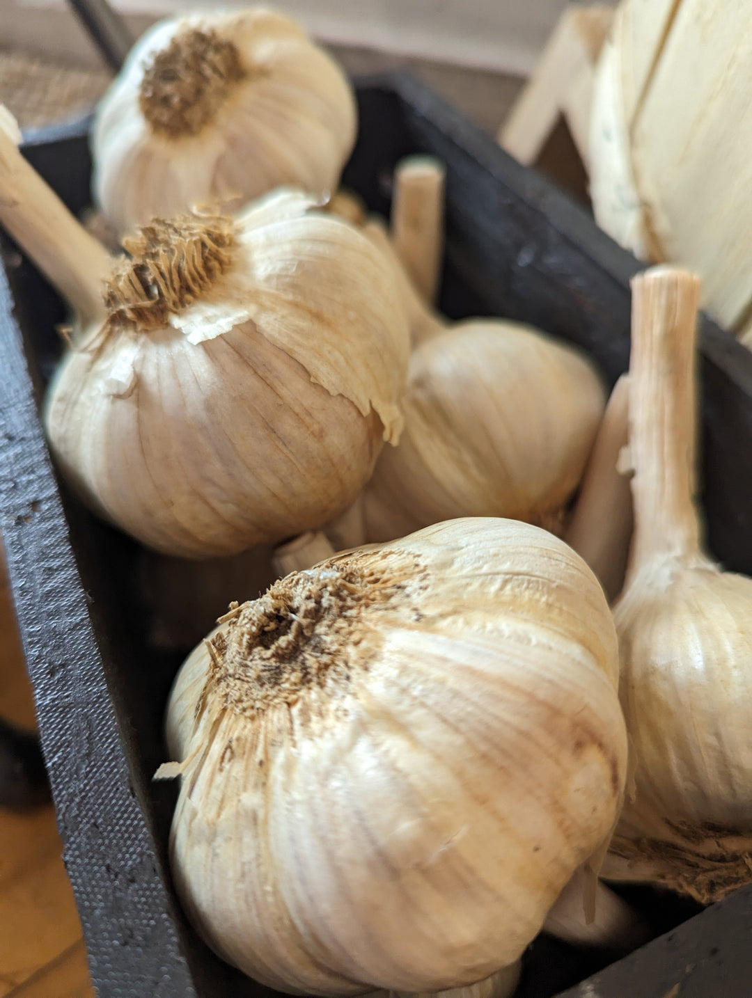 Fehr Farms, Fresh Locally Grown Garlic