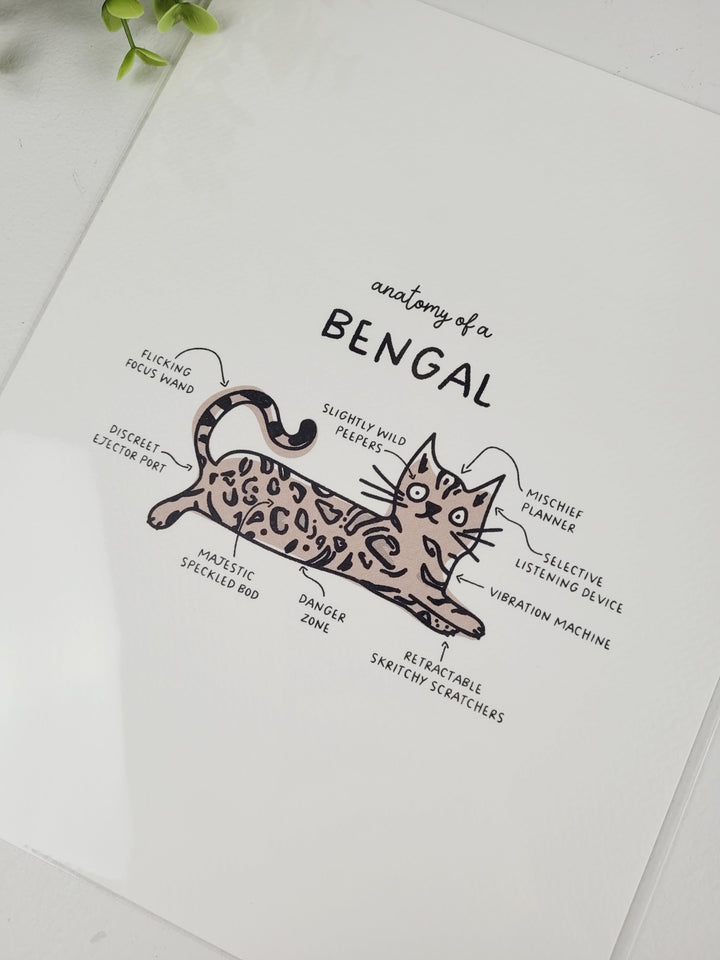 Pamplemoose Design, Cat Anatomy Prints