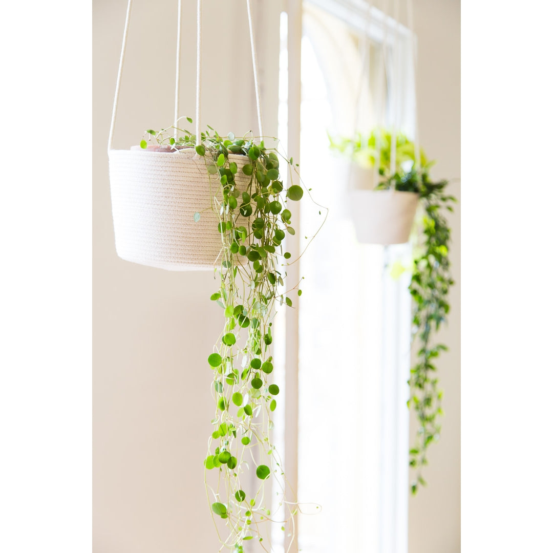 Little Love Home, Rope 6" Hanging Planter